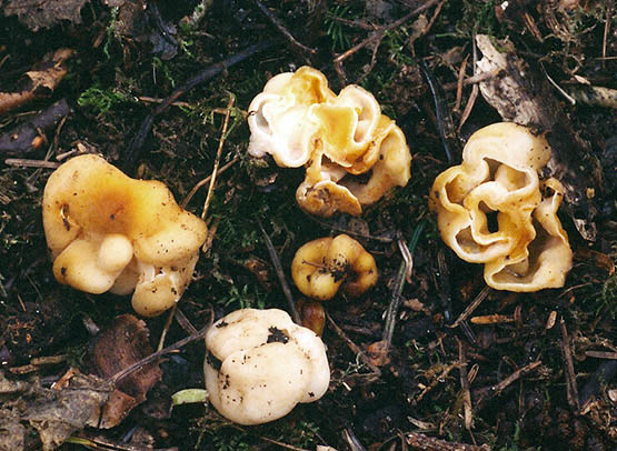 Hydnotrya variiformis